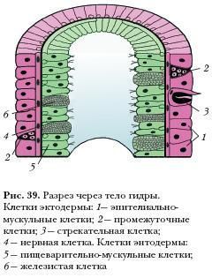 Кракен рабочая ссылка тор