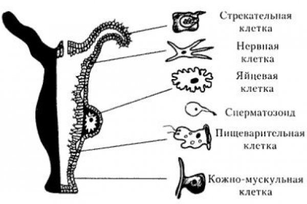 Кракен переход