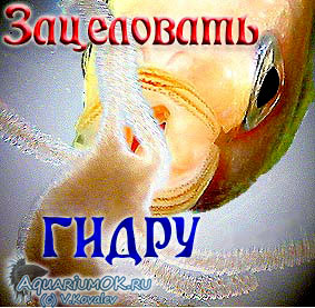 Что такое кракен площадка